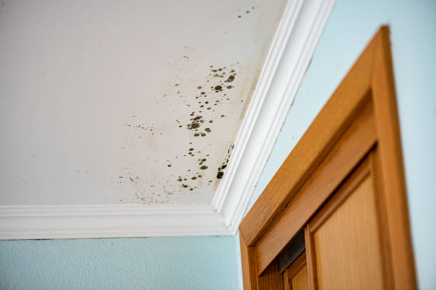 Best Basement Mold Remediation in St Stephens, NC