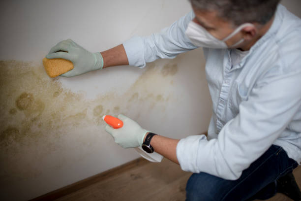 Professional Mold Remediation in St Stephens, NC