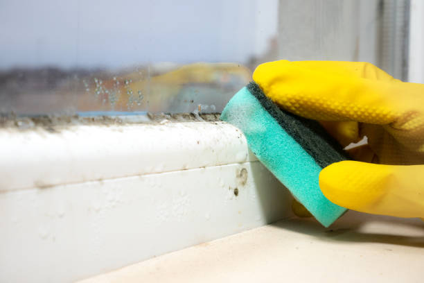 Best Crawl Space Mold Remediation in St Stephens, NC