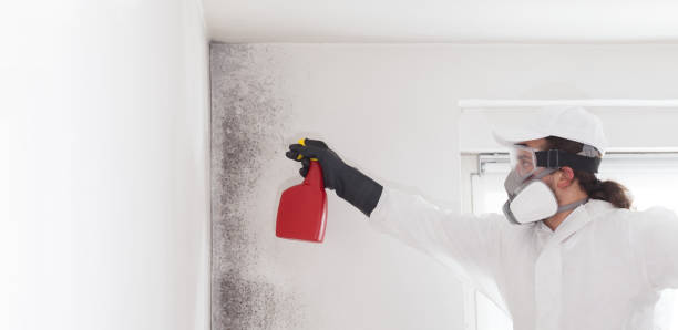 Best Emergency Mold Remediation in St Stephens, NC
