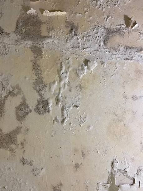 Best Insurance-Related Mold Remediation in St Stephens, NC