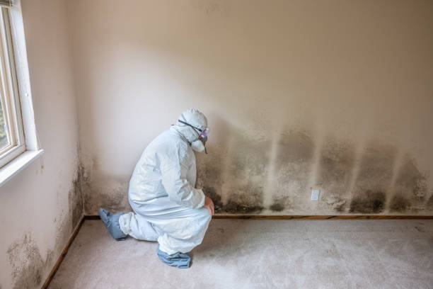 Best DIY Mold Remediation Support Services in St Stephens, NC