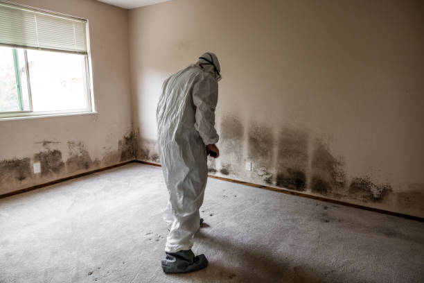 Best Basement Mold Remediation in St Stephens, NC